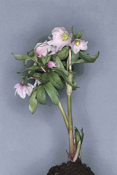 File:Helleborus thibetanus.jpg