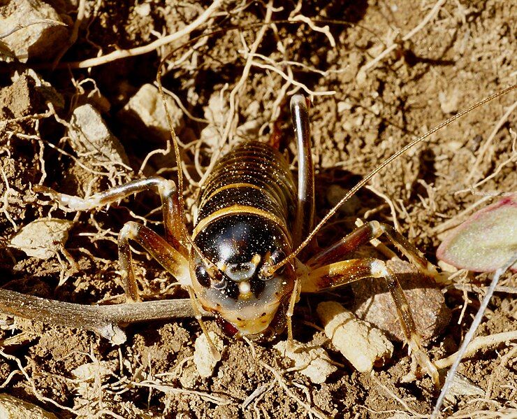 File:Hemiandrus focalis head-on.jpg