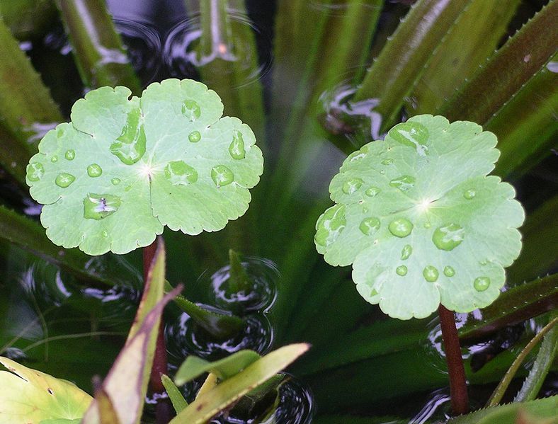 File:Hydrocotyle ranunculoides.jpg