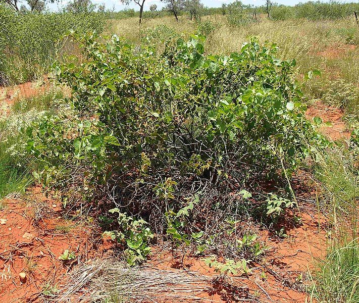 File:Ipomoea costata.jpg