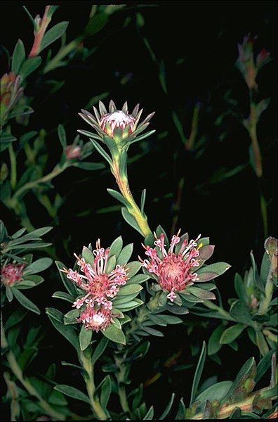 File:Isopogon buxifolius.jpg