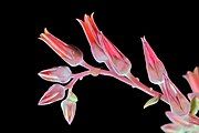 Red flowers with pink sepals