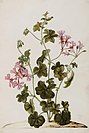 1701 illustration of Pelargonium peltatum by Jan Moninckx