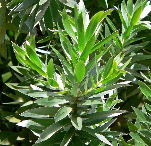 File:Leucadendron argenteum 3.jpg