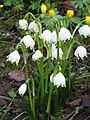 Leucojum vernum