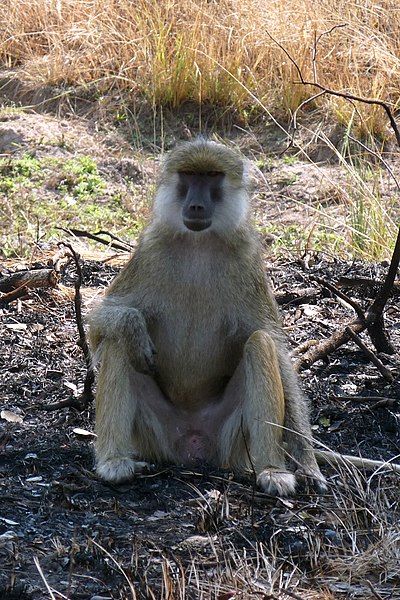 File:Male Kinda baboon.jpg