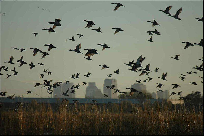 File:Mallard-skyline.jpg