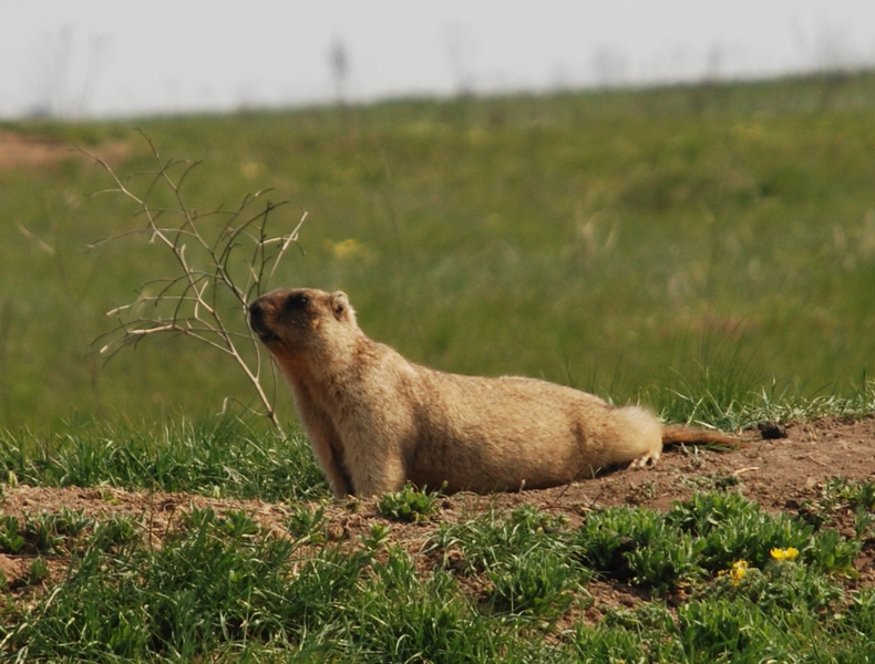 File:Marmotte-bobak.png