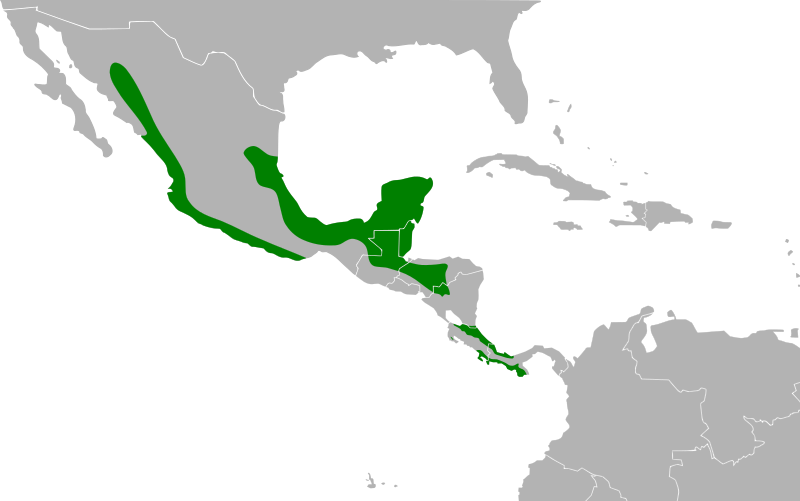 File:Megascops guatemalae map.svg