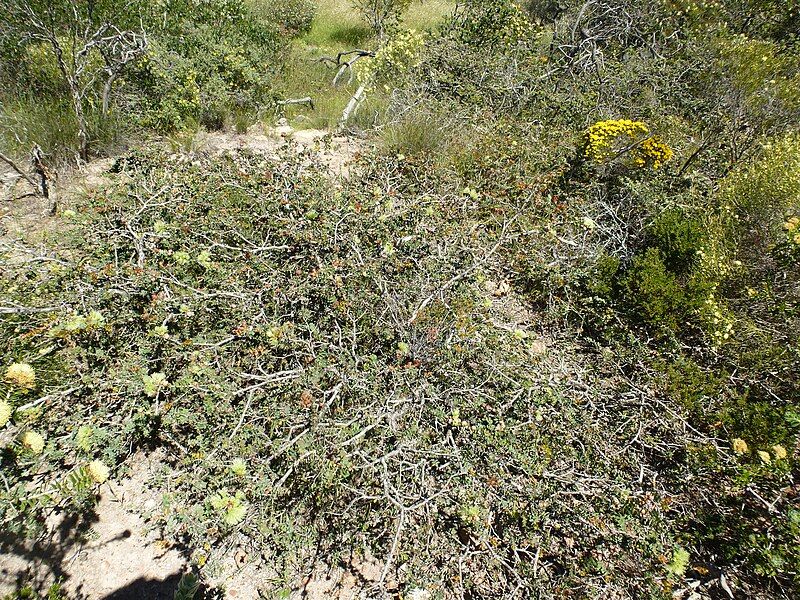 File:Melaleuca spectabilis (habit).JPG