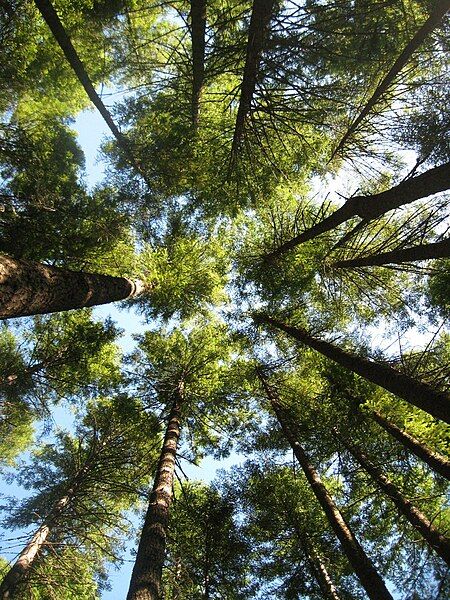 File:Mt-si-trees.JPG