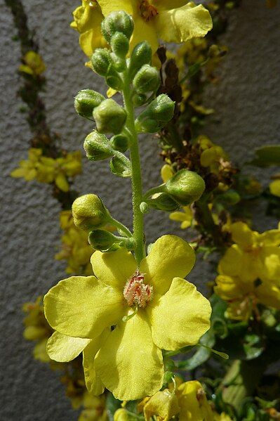 File:Mullein 1.jpg