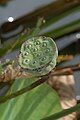 Nelumbo nucifera Fruit