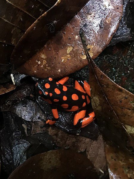 File:Oophaga solanensis 126735190.jpg