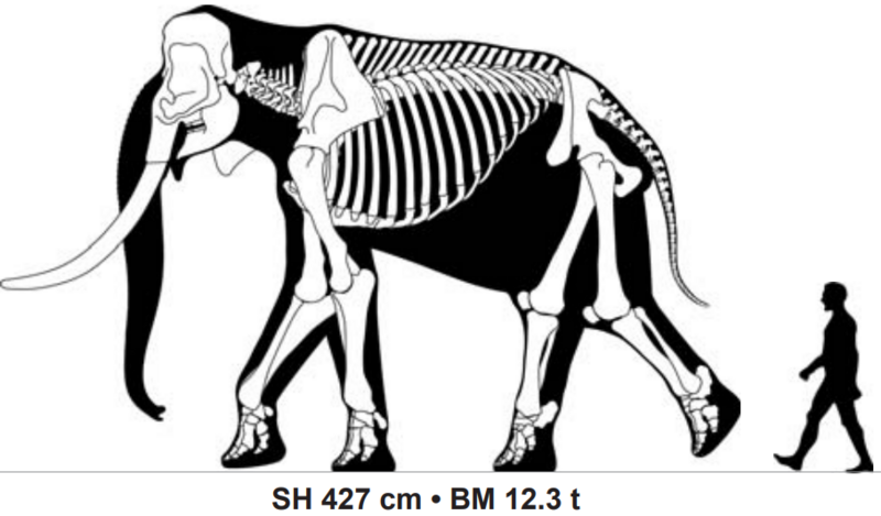 File:Palaeoloxodon recki.png