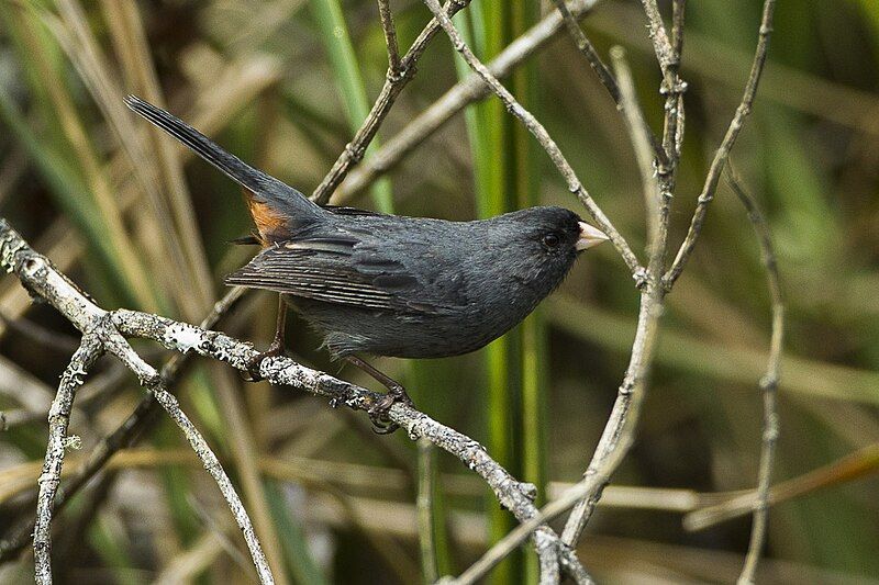 File:Paramo seedeater.jpg