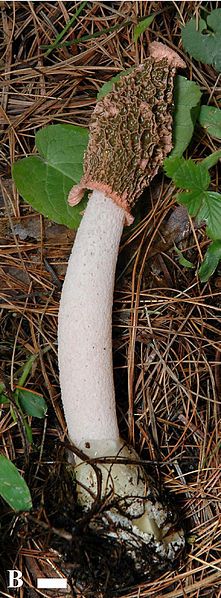 File:Phallus calongei.jpg