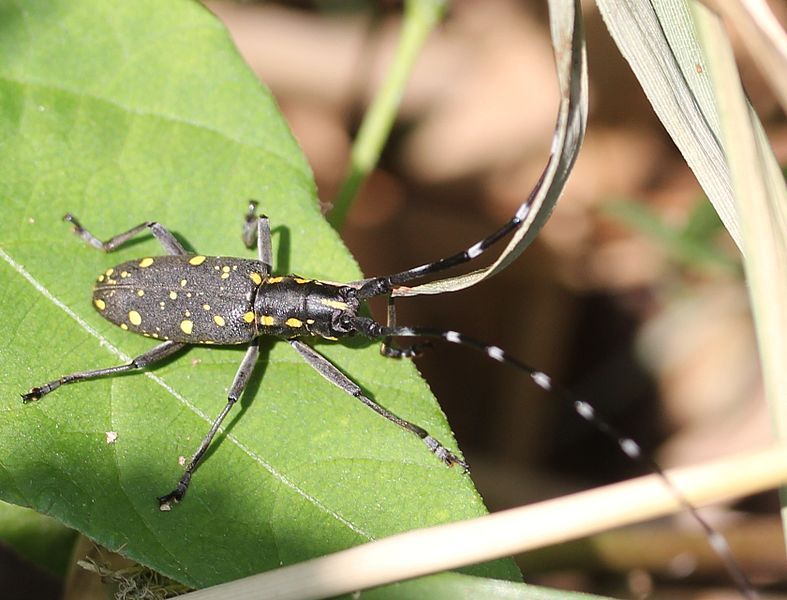 File:Psacothea hilaris (head).JPG