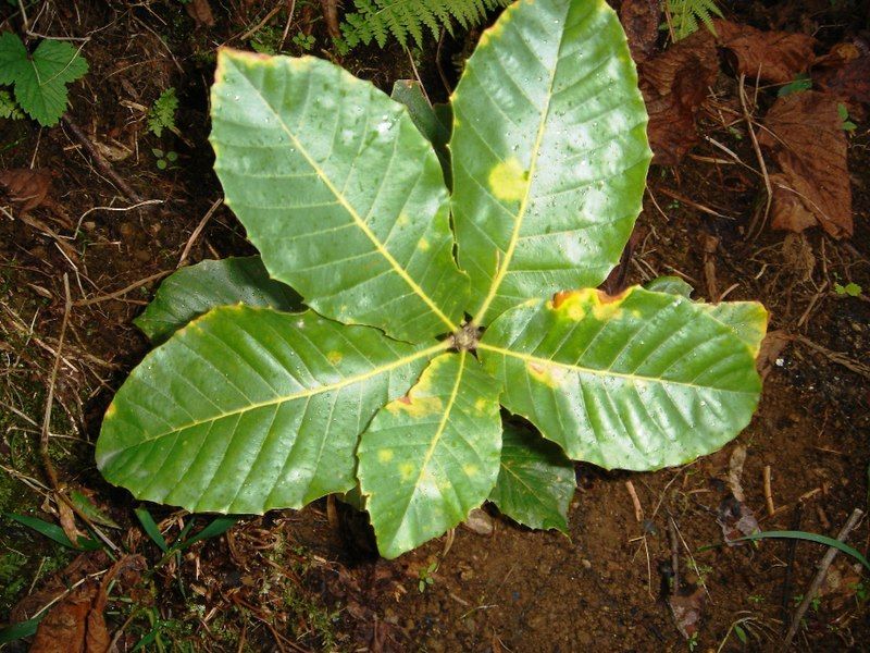 File:Quercus pontica.JPG