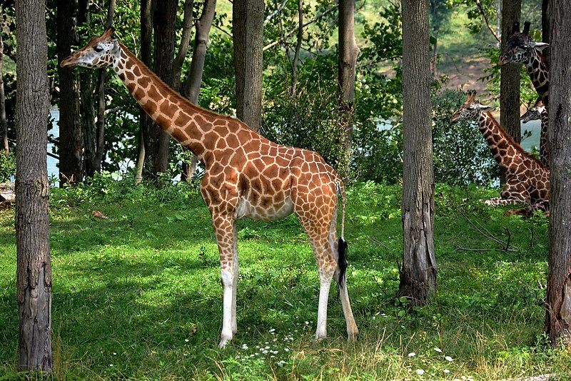 File:Reticulated Giraffe (7714874236).jpg