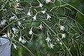 Rhipsalis cereuscula