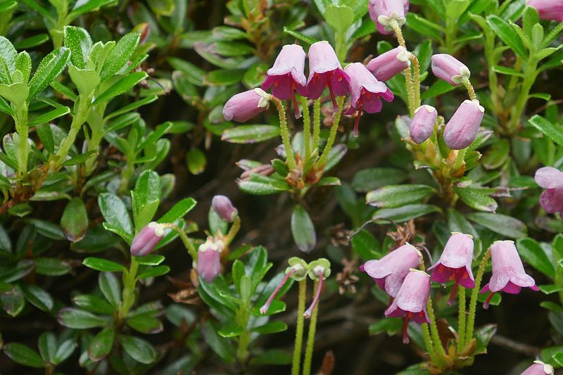 File:Rhododendron campylogynum.jpg