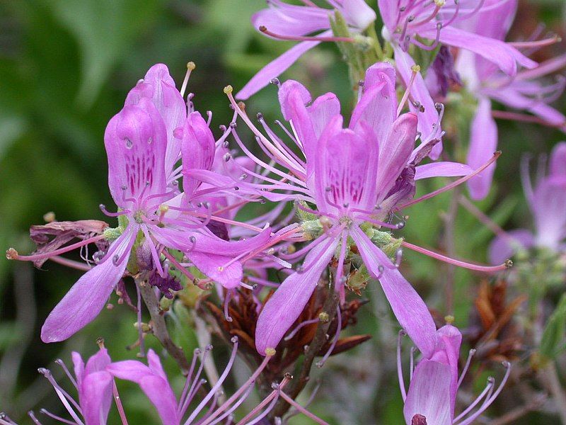 File:Rhododendron canadense 15-p.bot-rhodo.cana-21.jpg