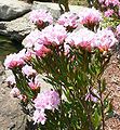 Rhododendron chapmanii, Chapman's rhododendron