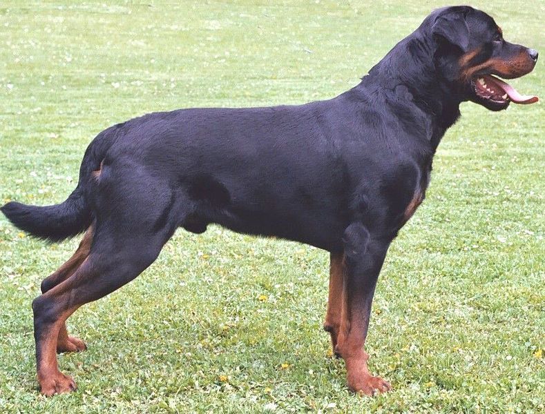 File:Rottweiler.jpg