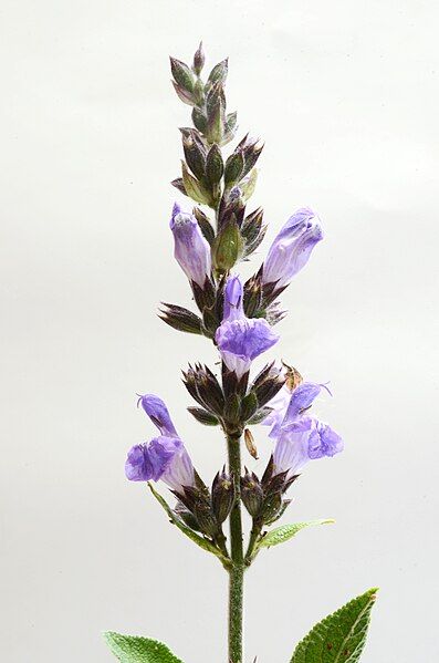 File:Salvia officinalis enbodenumer.jpg