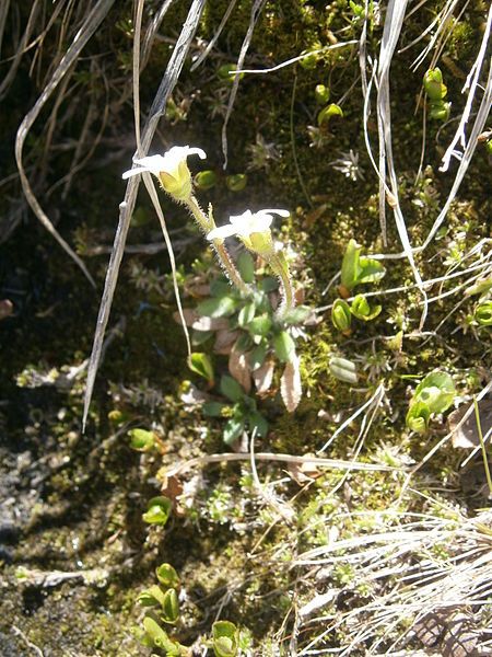 File:Saxifraga androsacea 02.JPG