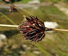 Detail of mature fruiting head