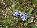 Scilla bifolia