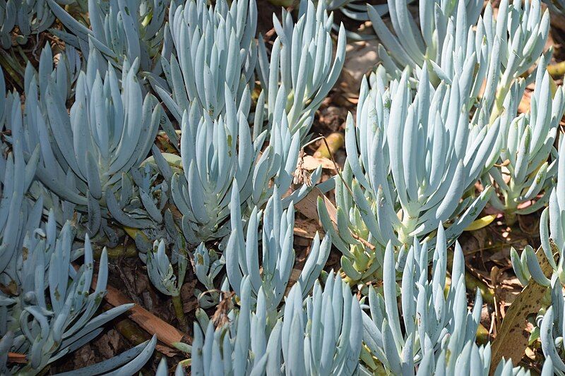 File:Senecio serpens 04.jpg