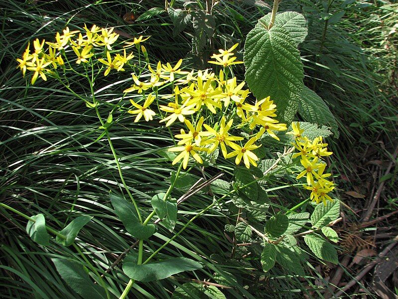 File:Senecio velleioides 0675.jpg