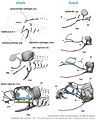 Development of chondrocranium in shark and lacerta. Redrawn from deBeer 1937. The Development of the Vertebrate Skull.