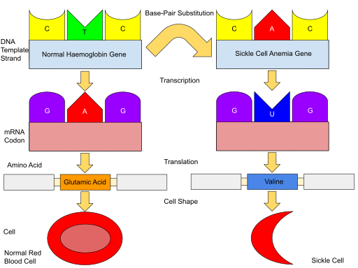 File:Sickle Cell Anemia.svg