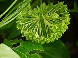 Inflorescence