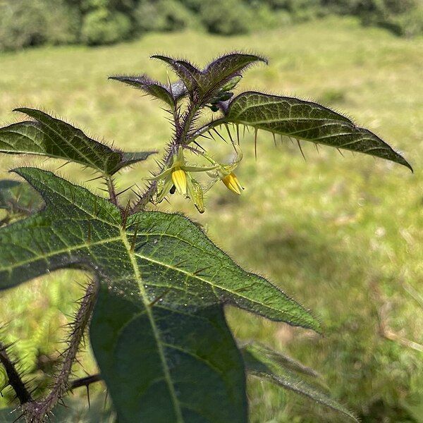 File:Solanum acerifolium.jpg