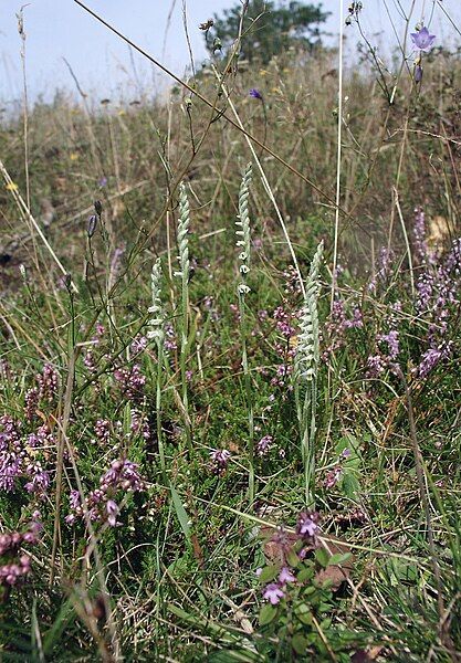 File:Spiranthes spiralis 270805b.jpg