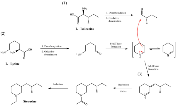 Stenusin biosynthesis