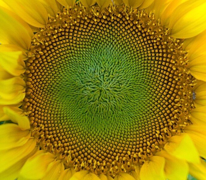 File:SunFlower Closeup Hungary.jpg