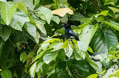 A Tablas drongo in Dubduban Watershed on Tablas Island