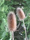 Dipsacus fullonum, dried head