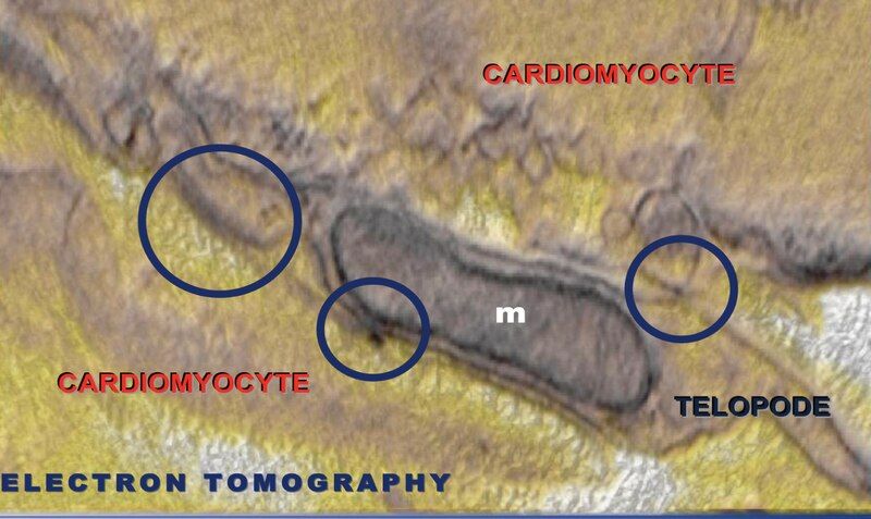 File:Telocytes-Fig 12.tif