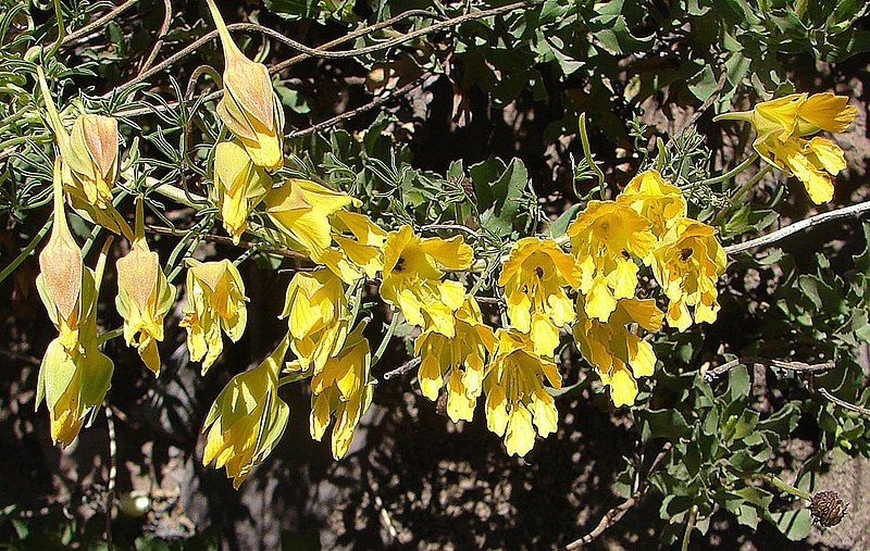 File:Tropaeolum leptophyllum (8649196528).jpg