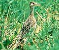 Upland Sandpiper