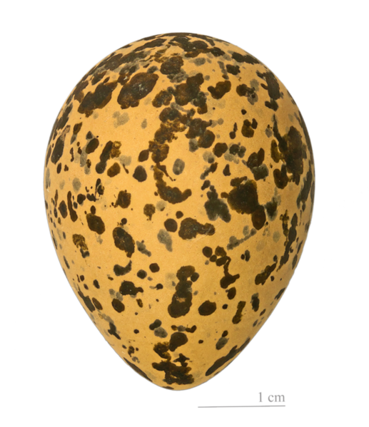 File:Vanellus spinosus MHNT.png