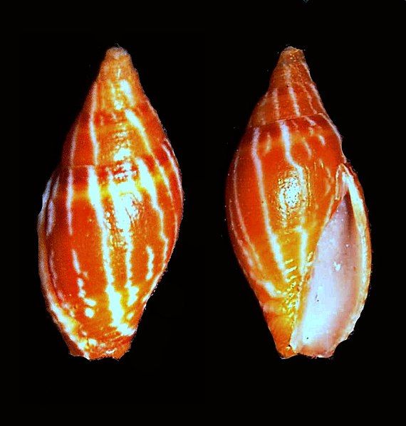 File:Vexillum consanguineum.shell001.jpg