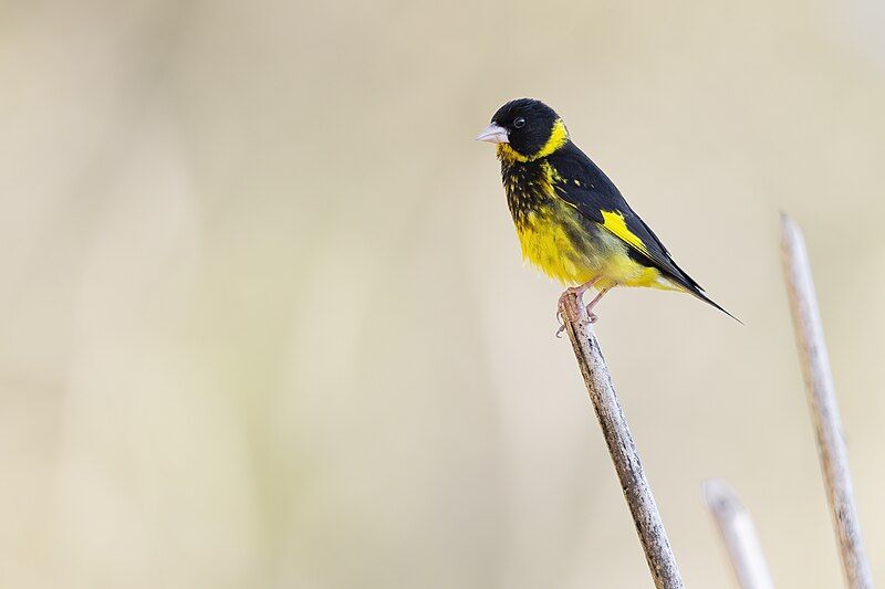 File:Vietnamese Greenfinch 0A2A4562.jpg